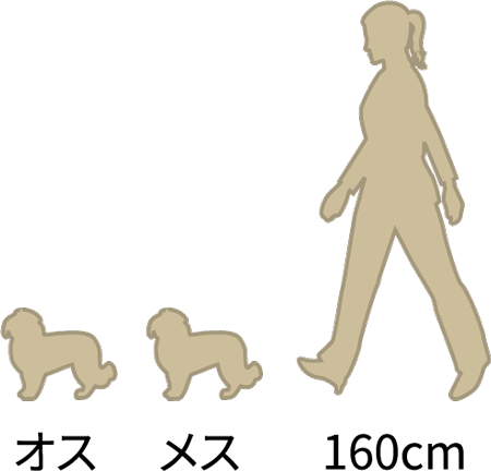 マルチーズの体高:オス：21～25cm／メス：20～23cm