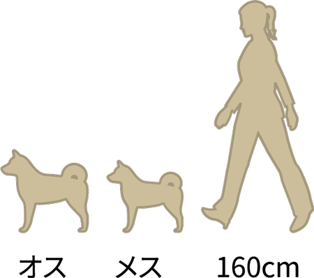 柴犬の体高:オス：39.5cm前後／メス：36.5cm前後