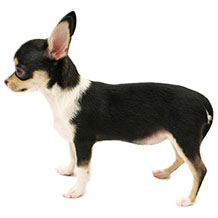 小さい犬 楽天市場】【サイズ交換、返品対象外】【お試し4枚 XS】PAWZ