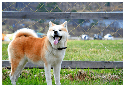 みんなの犬図鑑 秋田犬