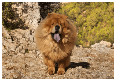 みんなの犬図鑑 チャウチャウ