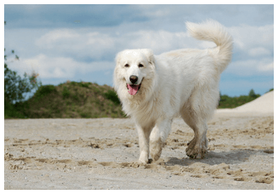 みんなの犬図鑑 グレートピレニーズ