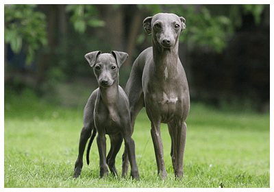 子犬 ハウンド イタリアン グレー