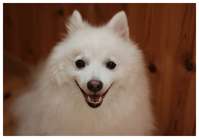 みんなの犬図鑑 日本スピッツ