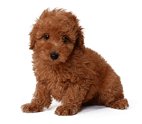 室内犬 飼いやすい小型犬のランキングtop８ 理由や飼う時のポイントとは どるかるブログ