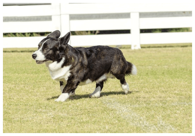 みんなの犬図鑑 ウェルシュ コーギー カーディガン