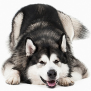 みんなの犬図鑑 大型犬の写真から犬種 犬の種類を探す