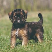 銅　小柄　犬　MA237 銅　小柄　犬　MA237