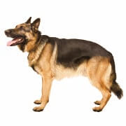 みんなの犬図鑑 ジャーマン シェパード ドッグ
