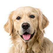 みんなの犬図鑑 トイプードル チワワなど犬の種類ごとの情報を掲載中 121犬種掲載