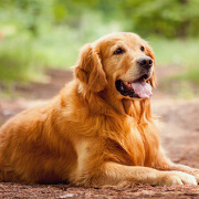 みんなの犬図鑑 人気の犬種 犬の種類から探す