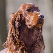 みんなの犬図鑑 大型犬の写真から犬種 犬の種類を探す