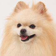 みんなの犬図鑑 超小型犬の写真から犬種 犬の種類を探す