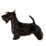 みんなの犬図鑑 グループから犬種 犬の種類を探す 3g テリア