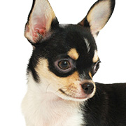 みんなの犬図鑑 超小型犬の写真から犬種 犬の種類を探す