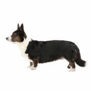 みんなの犬図鑑 トイプードル チワワなど犬の種類ごとの情報を掲載中 121犬種掲載
