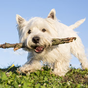 みんなの犬図鑑 グループから犬種 犬の種類を探す 3g テリア