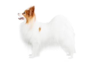 みんなの犬図鑑 パピヨン みんなの犬図鑑 パピヨン
