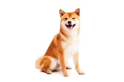 みんなの犬図鑑 柴犬