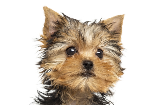 みんなの犬図鑑 ヨークシャーテリア