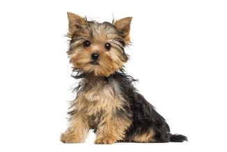 みんなの犬図鑑 ヨークシャーテリア みんなの犬図鑑 ヨークシャーテリア