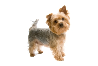 みんなの犬図鑑 ヨークシャーテリア みんなの犬図鑑 ヨークシャーテリア