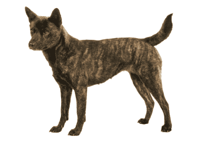 甲斐犬